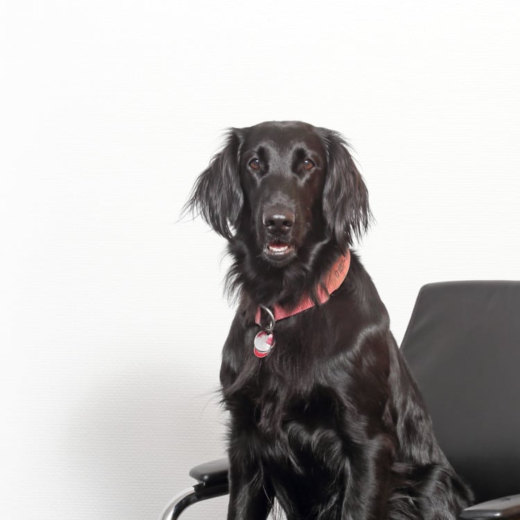 Grace Bürohund schwarz Hund